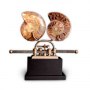 Designer's Atelier Home Accessories Collection | Ammonite on the Sliding Machine | Interior Designers