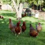 Oxford Old School House  | Chickens | Interior Designers